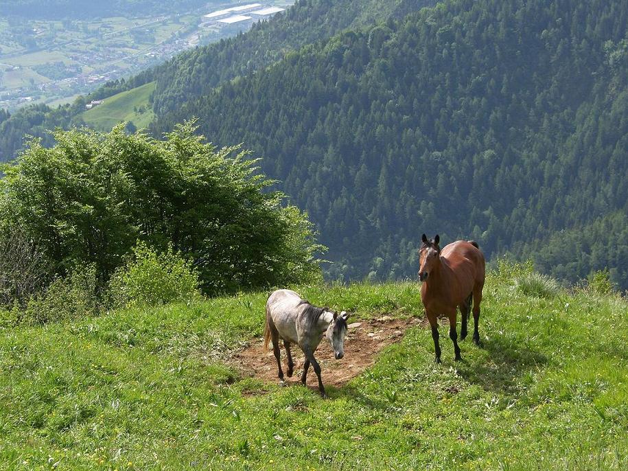 La Regione del Bello: la fioritura di giugno